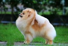 Pomeranian (dog breed)