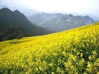 漫山遍野