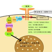 map[有絲分裂原活化蛋白]