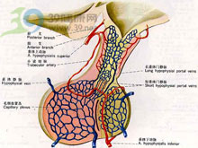 額葉症狀群