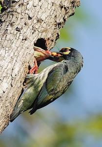 赤胸擬啄木鳥棉蘭老島亞種