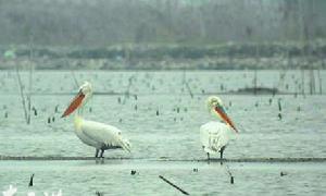 Dalmatian pelican