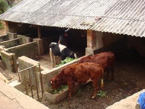 養殖業