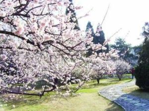 櫻花雨[網路流行語]