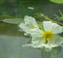 浮水花卉