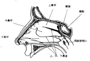 下鼻甲