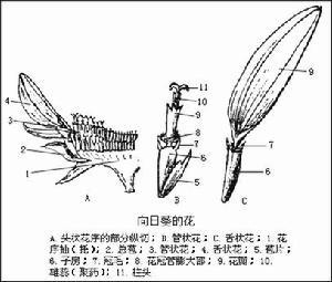 向日葵：頭狀花序的部分切面