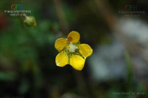 貢嘎山虎耳草