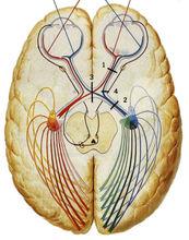 瞳孔對光反射通路解剖示意圖
