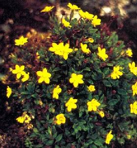 類毛瓣虎耳草(圖1)