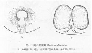 高山花蟹蛛