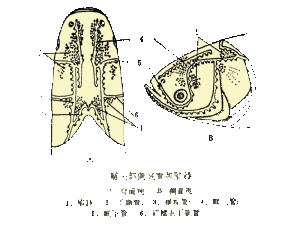 側線器