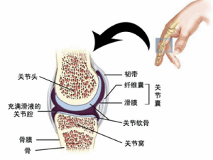 指骨骨結核