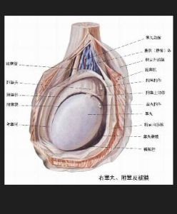 先天性曲細精管發育不全綜合徵