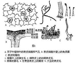 次生分生組織