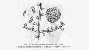 多瘤小光殼炱