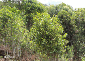 涼水箐生態茶園