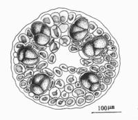 不規則腔腺藻的孢囊枝切面觀