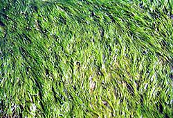矮大葉藻