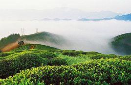 西鄉茶園