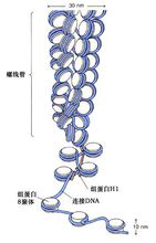 螺線管