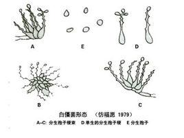 含乳菌絲