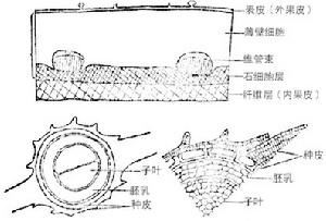 泡桐果