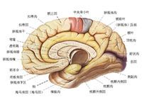 阿爾茨海默症