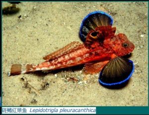 斑鰭紅娘魚
