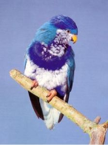 青衣鸚鵡