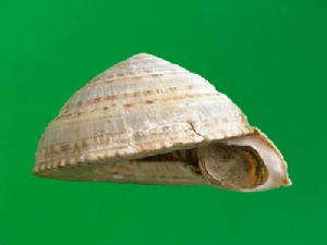 瓜爾特車輪螺 瓜爾特車輪螺