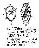 含晶細胞