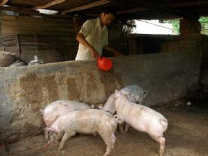 曼暖龍村-生豬養殖