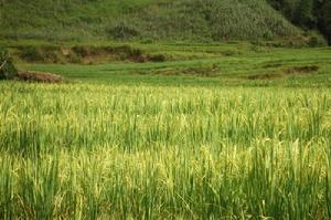 湯掌自然村種植業——水稻