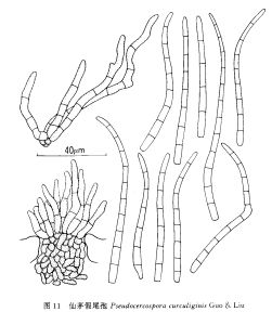 仙茅假尾孢