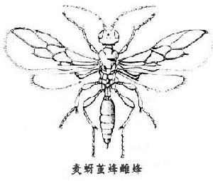 麥蚜繭蜂