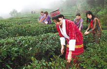 墨脫縣背崩鄉檫曲卡茶園基地當地民眾正在採茶