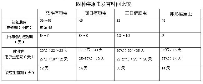 四種瘧原蟲發育時間比較