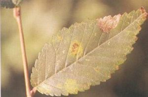 藥用植物紅花炭疽病