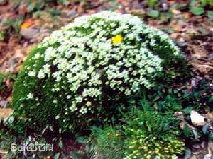 雪靈芝圖集