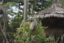 長隆野生動物園