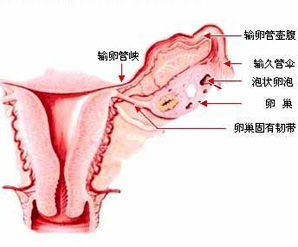 卵巢性閉經