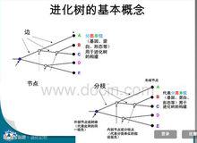 進化樹