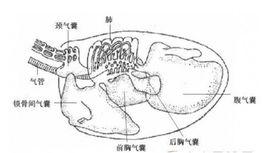 禽氣囊炎