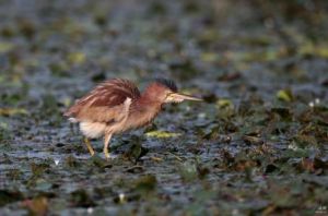 紫背葦鳱