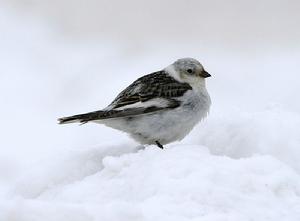 雪鵐