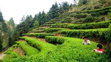 茶山園藝旅遊區