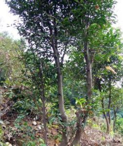 印尼沉香樹