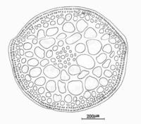 江蘺狀厚線藻的細部結構圖