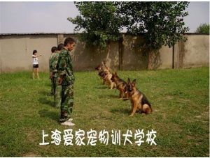 上海愛家寵物訓練學校